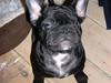 Blanding af racer Fr. bulldog/mops Tvebak