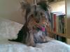 Yorkshire terrier My