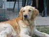 Golden retriever Amanda