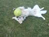 Golden retriever Charlie *Himmelhund*