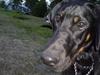 Blanding af racer Tarzan *R.I.P* :'( ! [ Himmelhund]
