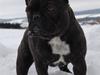 Fransk bulldog Countes Dracula
