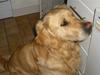 Golden retriever Tempo