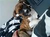 Amerikansk bulldog Freya
