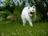 Samojedhund Hercules