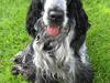 Cocker spaniel Chanel