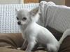 Chihuahua Snowy