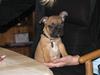 Fransk bulldog Tarzan -r.i.p. 2011