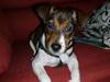 Jack russell terrier Jackie
