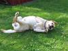 Labrador retriever Rasmus