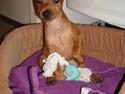 Dvaergpinscher Bufas