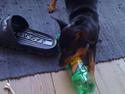 Dvaergpinscher Melua