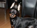 Dvaergpinscher Rødkildes Dakota