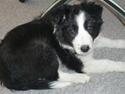 Border collie Lexi