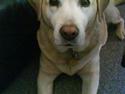 Labrador retriever Ziggy