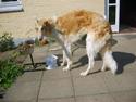 Borzoi Lando