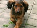 Gravhund Tia von der Taunushöhe