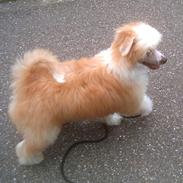 Chinese crested powder puff Caprioso Hong-Pai