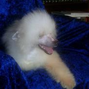 Chinese crested powder puff Caprioso Hong-Pai