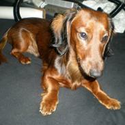 Miniature gravhund Louis Vuitton - R.I.P.