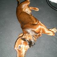 Miniature gravhund Louis Vuitton - R.I.P.