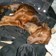 Miniature gravhund Louis Vuitton - R.I.P.