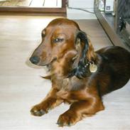 Miniature gravhund Louis Vuitton - R.I.P.