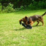 Miniature gravhund Louis Vuitton - R.I.P.