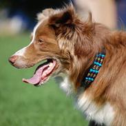 Border collie Bianca