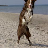 Border collie Bianca