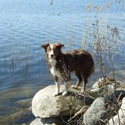 Border collie Bianca