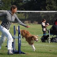 Border collie Bianca