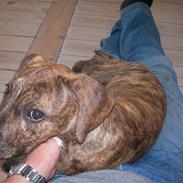 Blanding af racer Quang