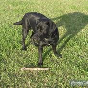 Blanding af racer Chili