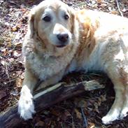 Golden retriever Chang