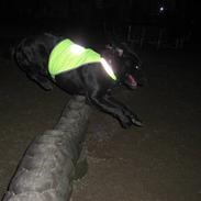 Blanding af racer Chili