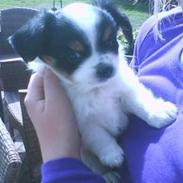 Blanding af racer Amarni