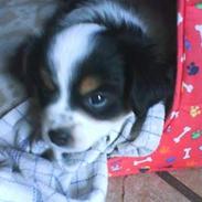 Blanding af racer Amarni