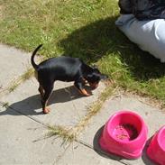 Dvaergpinscher Melua