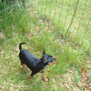 Dvaergpinscher Melua