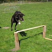 Labrador retriever [ Luna ]