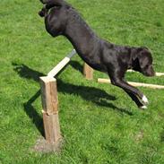 Labrador retriever [ Luna ]