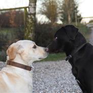 Labrador retriever [ Luna ]