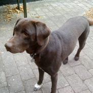 Labrador retriever [ Luna ]