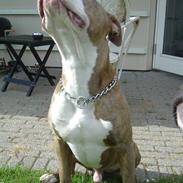 Amerikansk staffordshire terrier Tayson