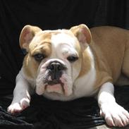 Engelsk bulldog Benji