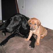 Labrador retriever Minardi