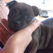 Staffordshire bull terrier Freya