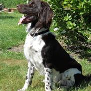 Kleiner münsterländer Ræhrbakken's Geist