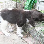 Kleiner münsterländer Ræhrbakken's Geist